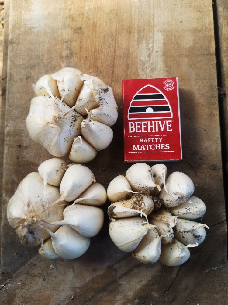 Garlic - Early Pearl Seed 1st Grade (1 Bulb)