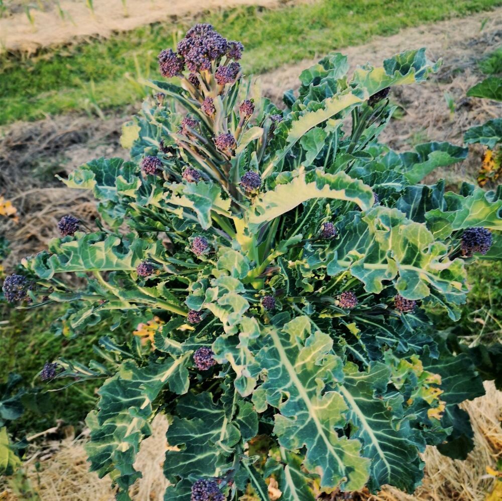 Broccoli - Purple Sprouting