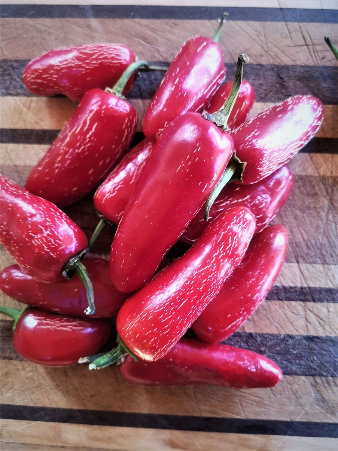 Chili Jalapeño Early