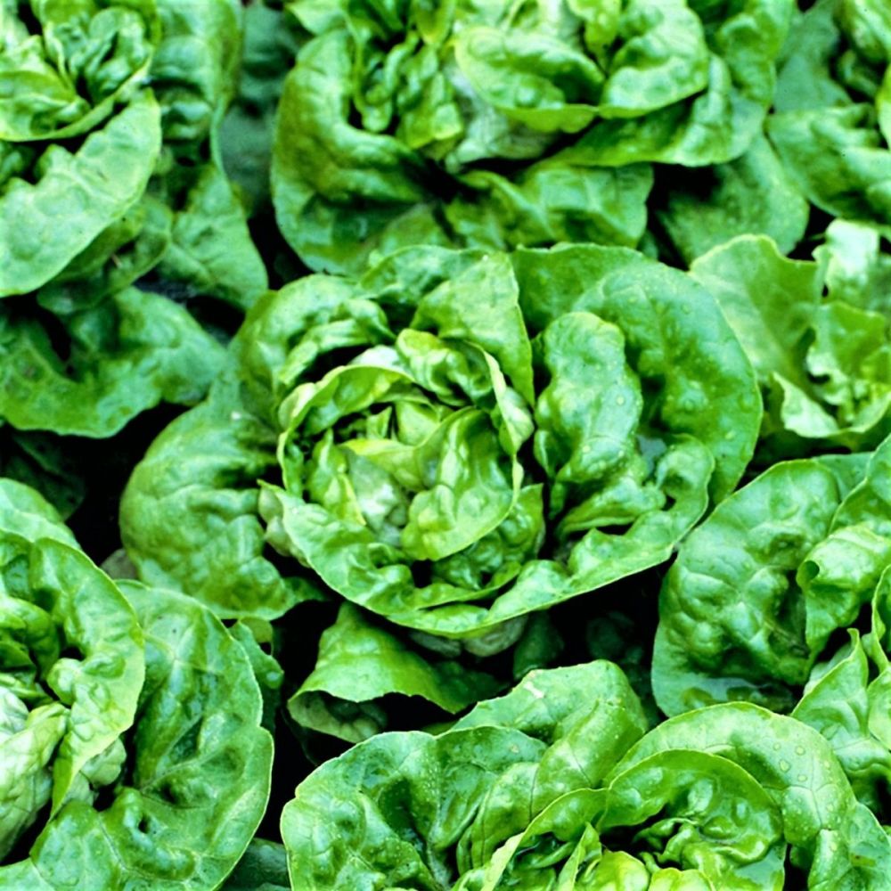 Lettuce - Green Buttercrunch