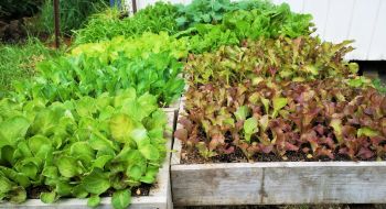 Lettuce - Picking Mix