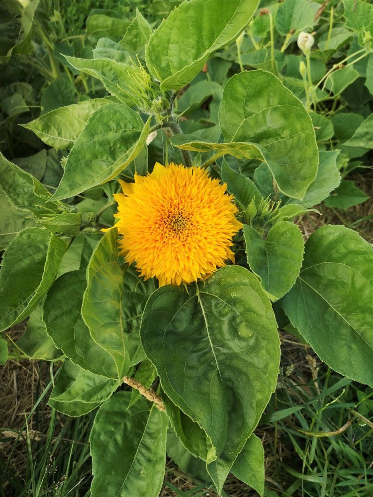 Sunflower - Teddy Bear