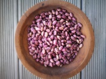Bean - Multi-Purpose - Yeome Purple *NEW*
