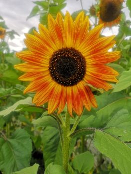 Sunflower - Evening Sun *NEW*