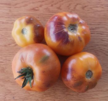 Tomato - Orange Fleshed Purple Smudge *NEW*