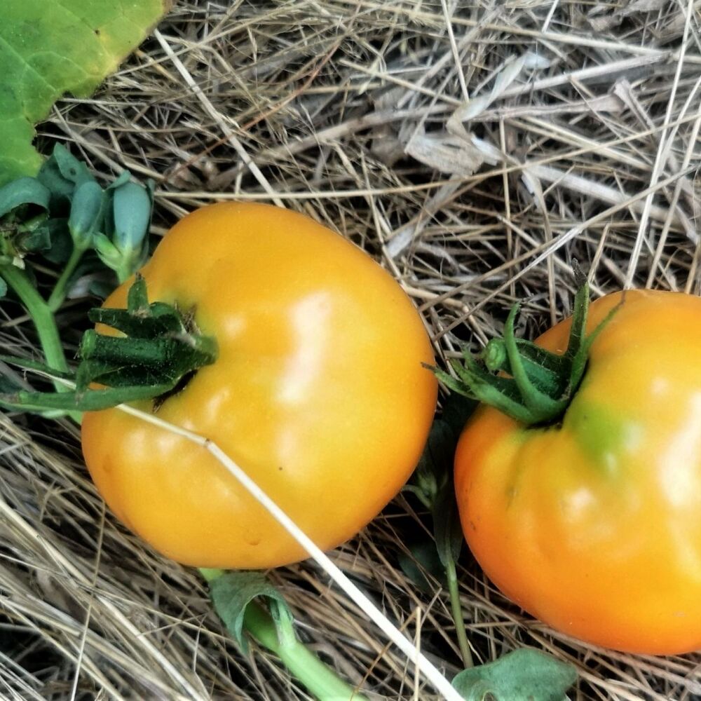 Tomato - Orange Latvian
