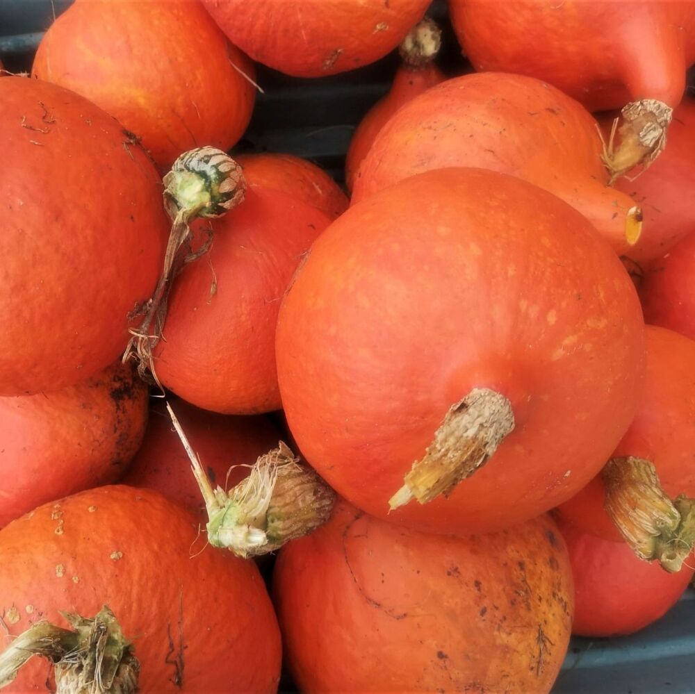 Pumpkin - Red Kuri *NEW*