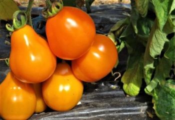 Tomato - Golden Bell *NEW*