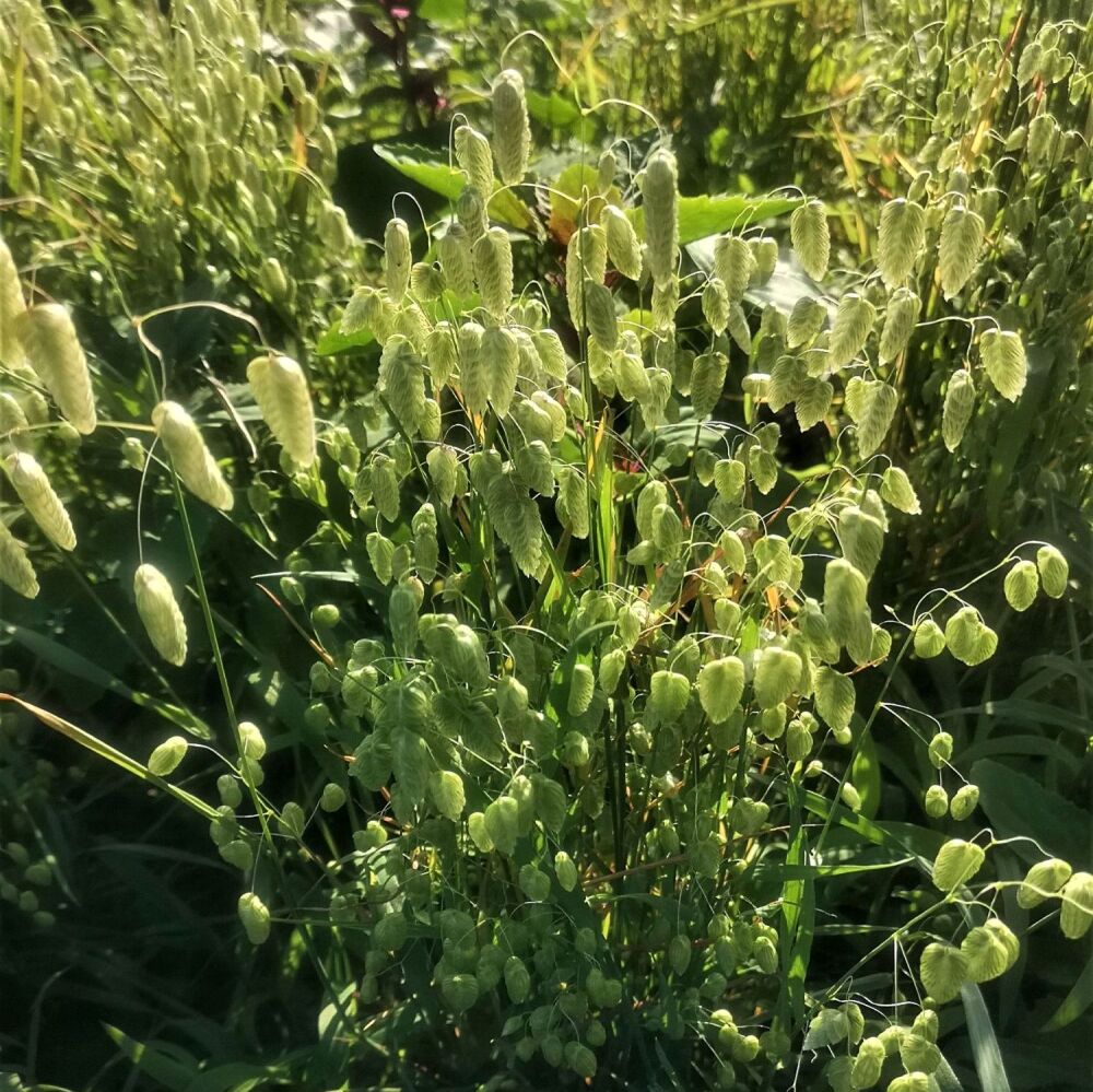 Large Quaking Grass - Briza maxima *NEW*
