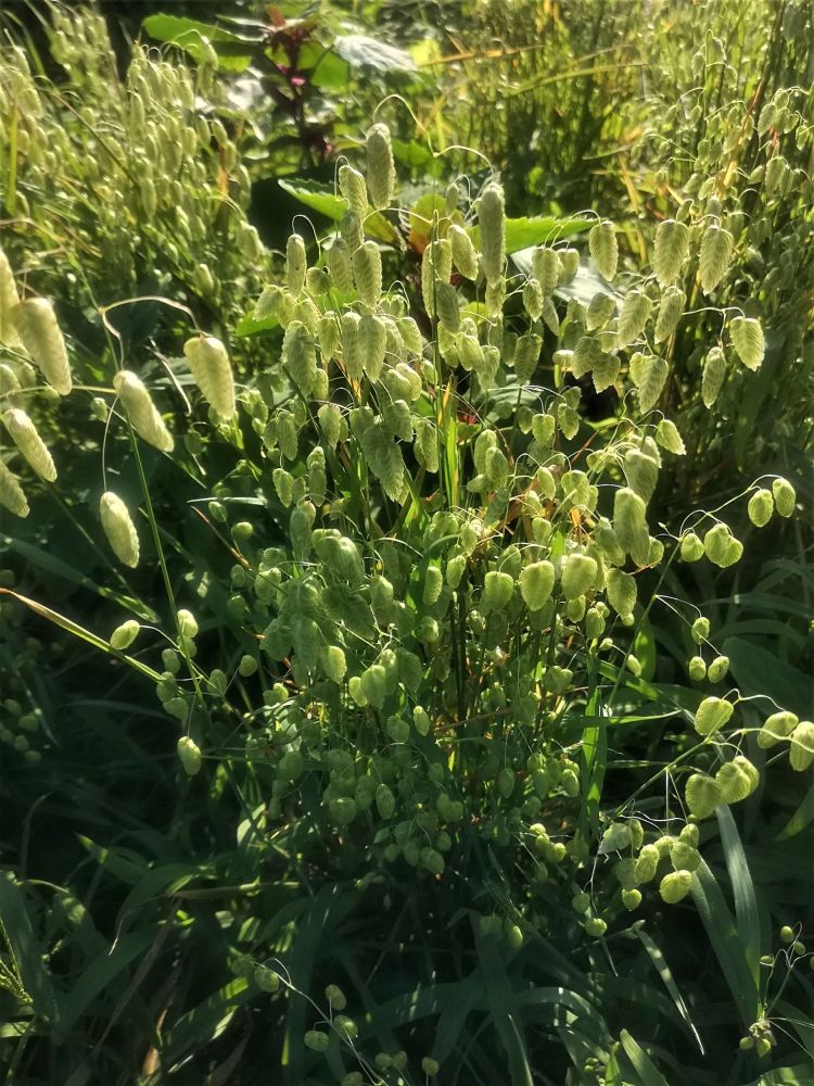 Large Quaking Grass - Briza maxima *NEW*