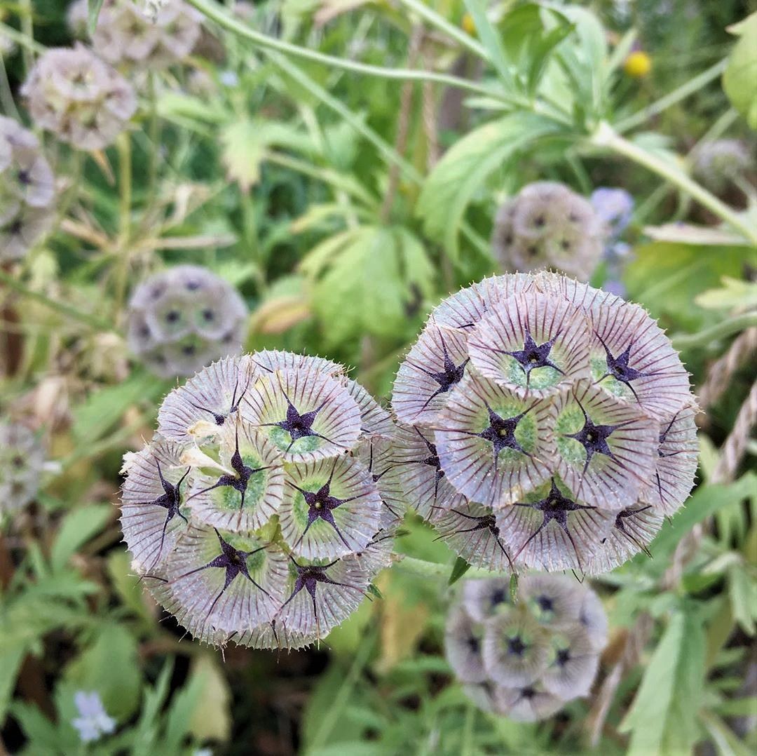 Scabiosa - Starflower Pincushions *NEW*