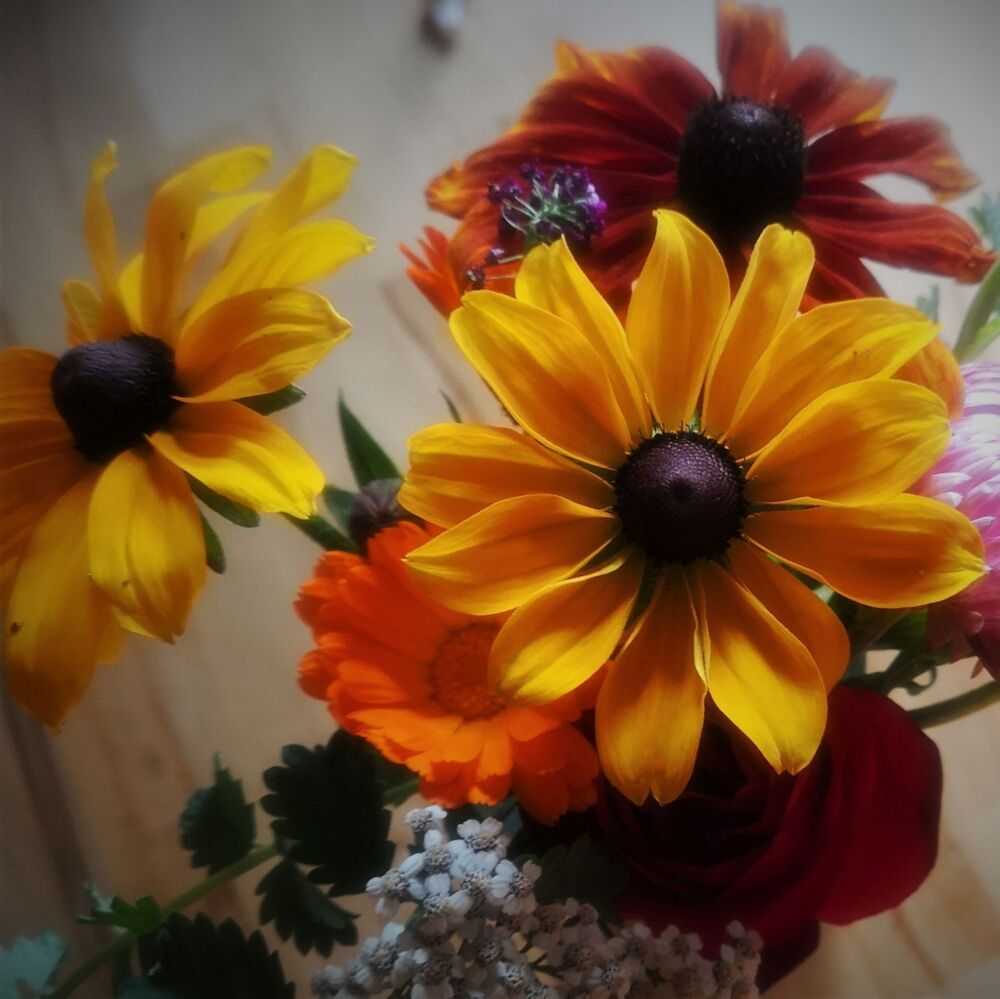 Rudbeckia - Rustic Dwarf Mix *NEW*