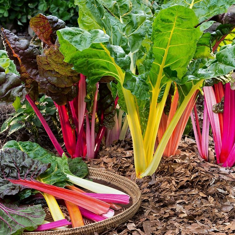 Silverbeet - Rainbow Chard *NEW*