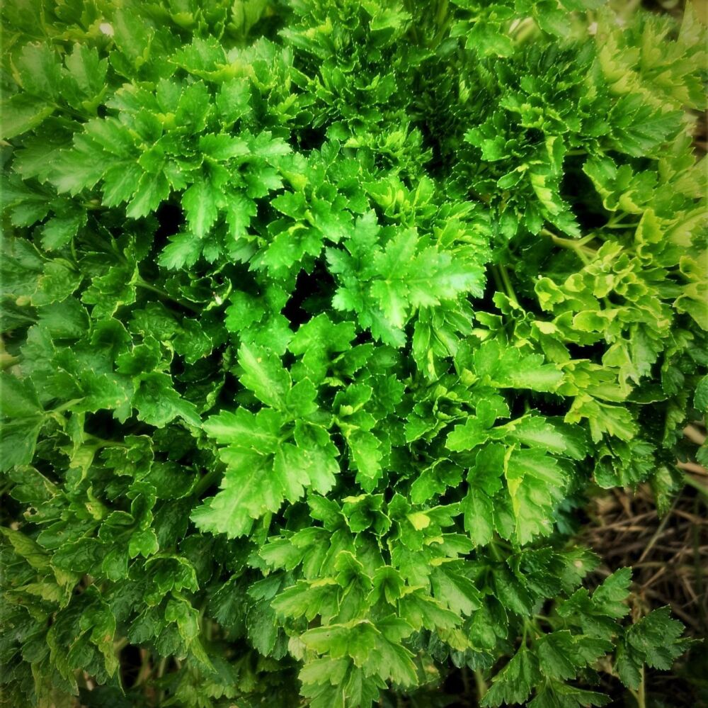 Parsley Dalmatian