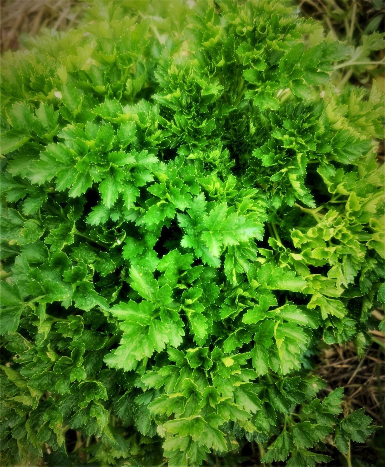 Parsley Dalmatian *NEW*