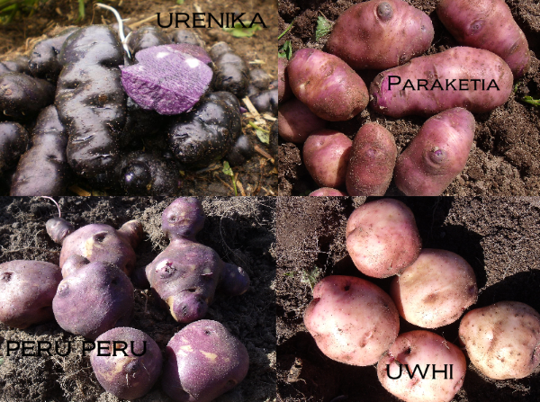 NZ Seed potatoes - Setha's seeds