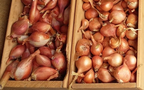 NZ heirloom shallots and onions at Sethas Seeds