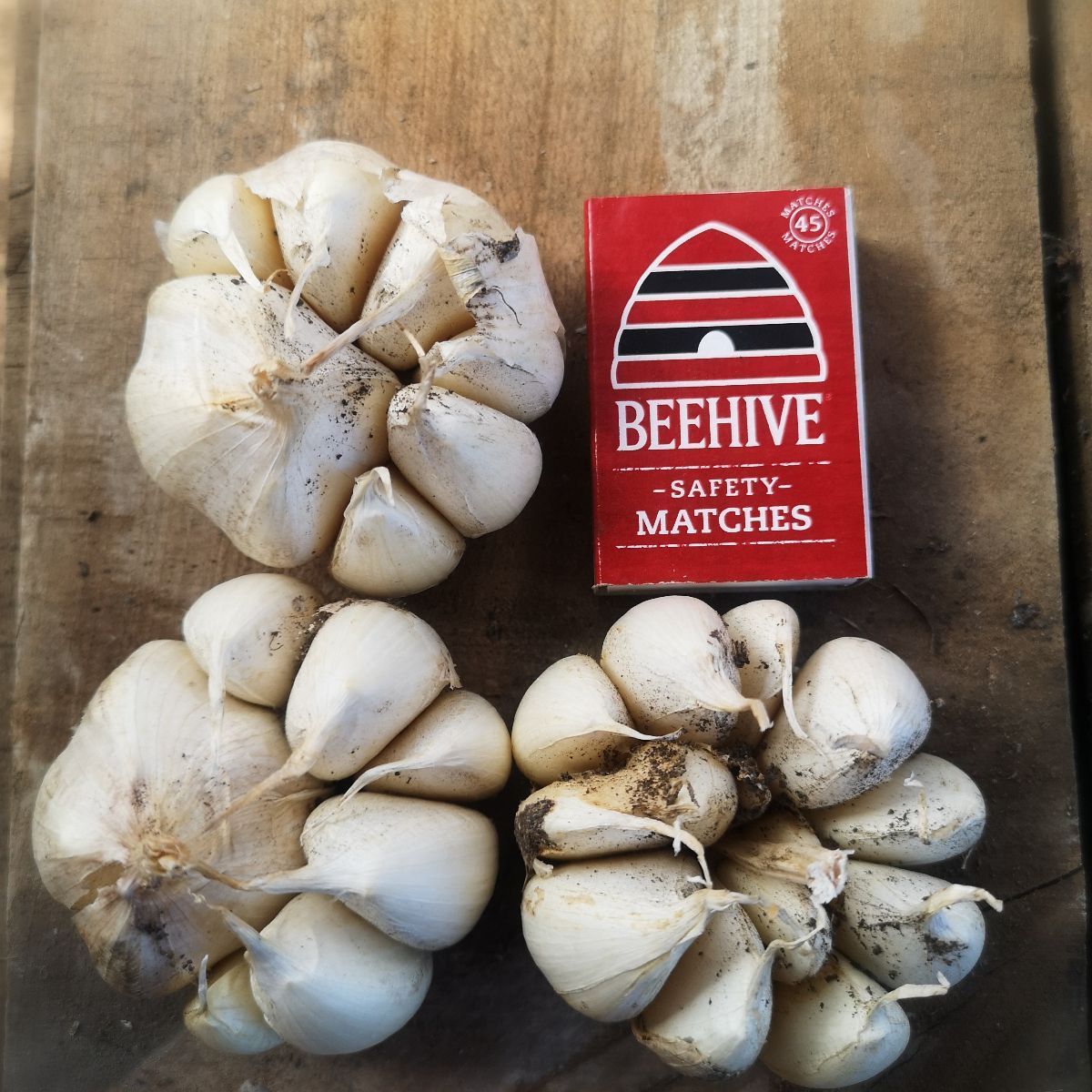 NZ Heirloom Garlic seed Early Pearl - Setrhas Seeds
