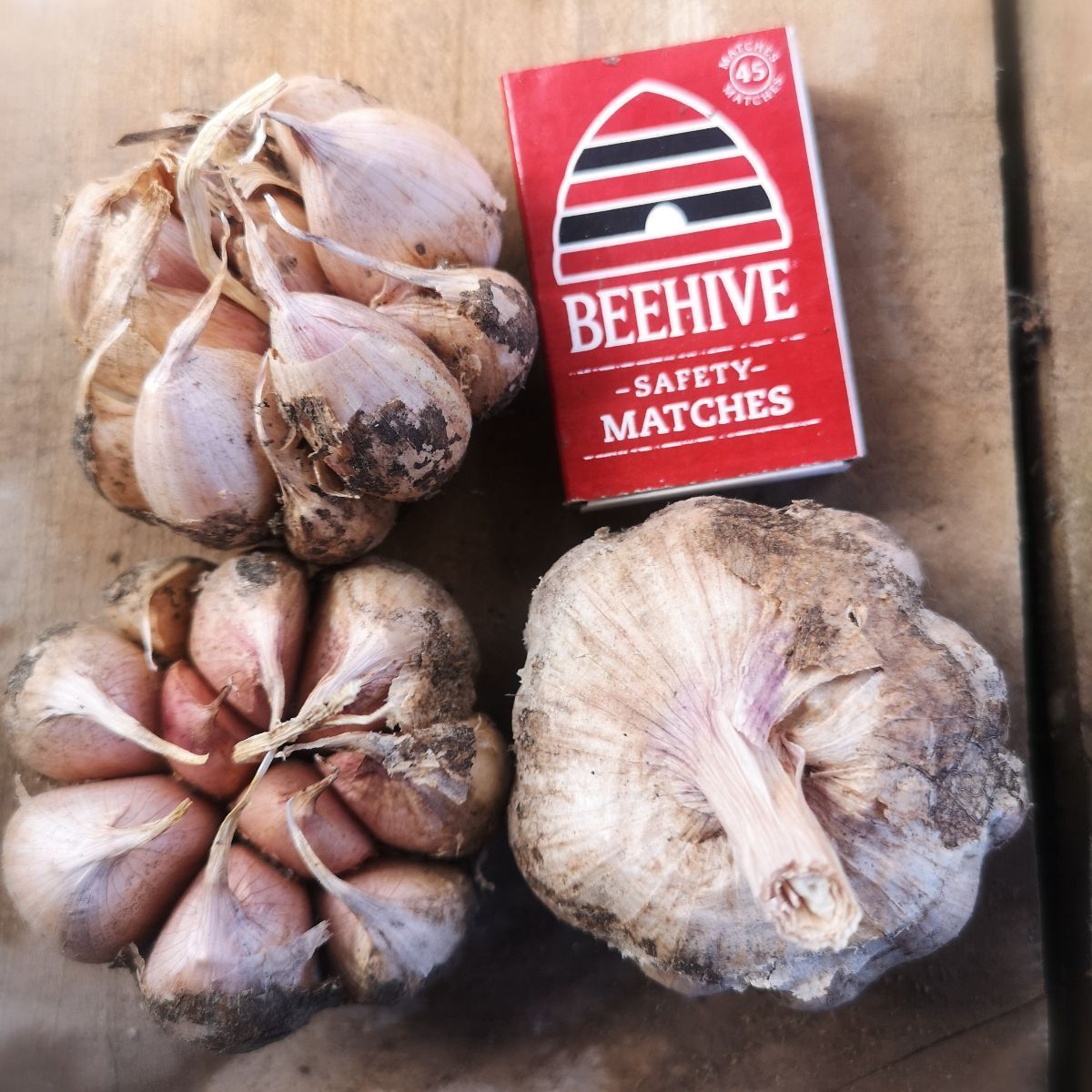 NZ Heirloom Garlic Seed Early Purple - Sethas Seeds