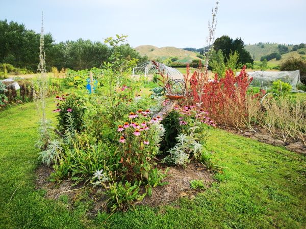 Sethas Garden NZ Seed Supplier 2020