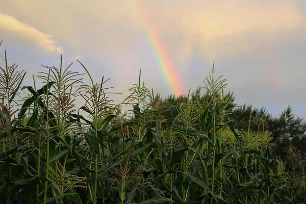 Corn field NZ organic seed supply Sethas Seeds