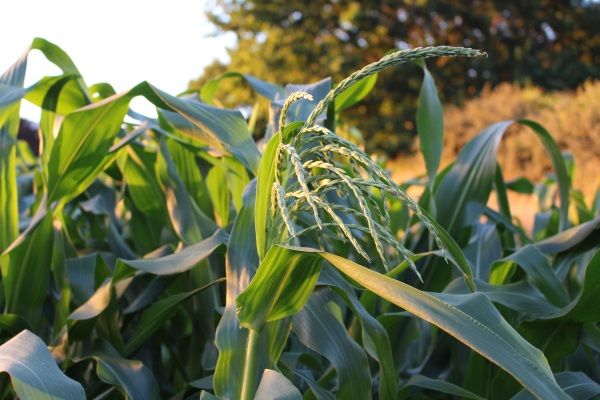 NZ Corn Clack Navajo forming tassel Sethas Seeds
