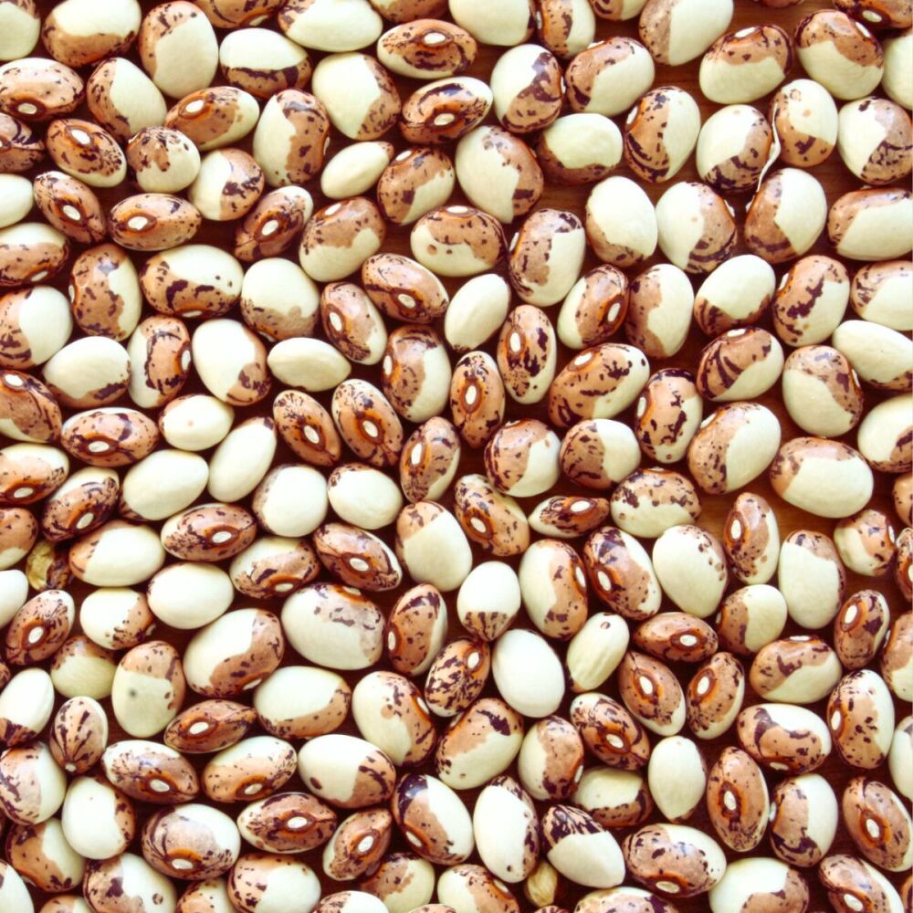 Bean - Dry -Hidatsa Shield