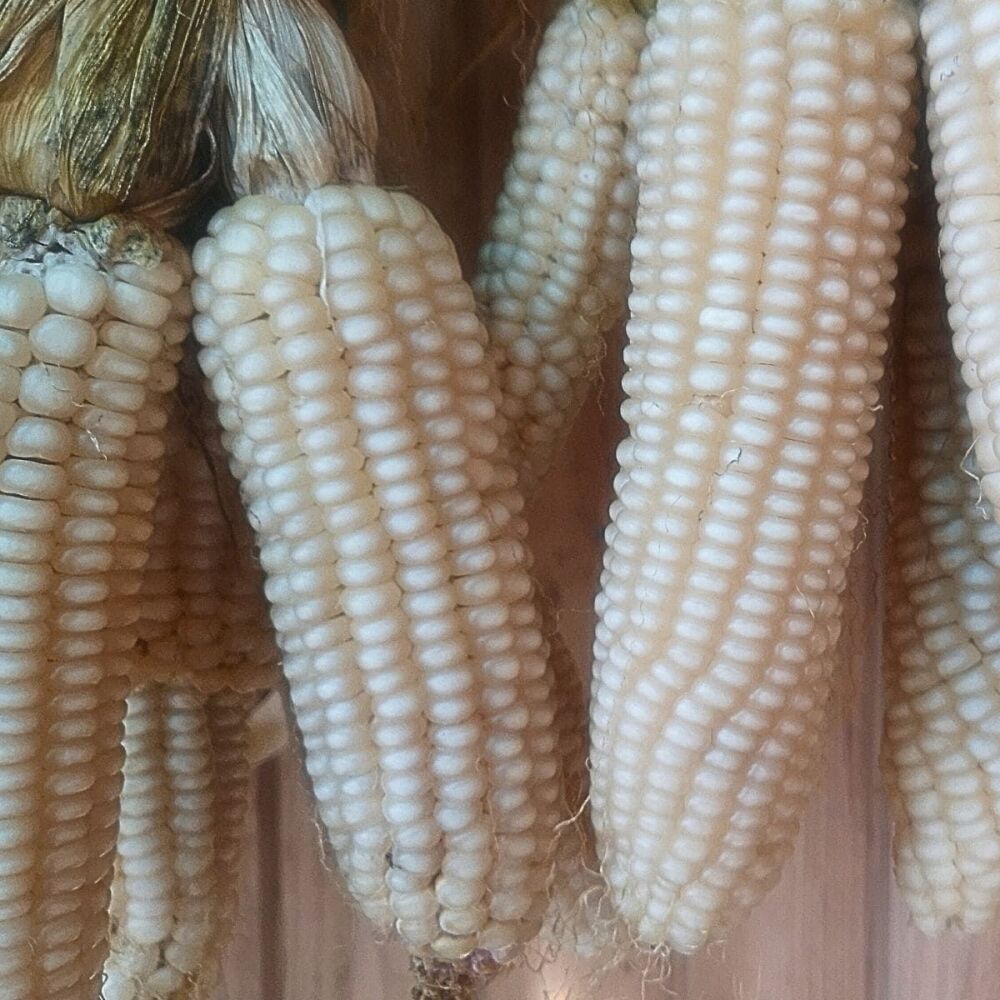 Corn - KÄnga MÄ
