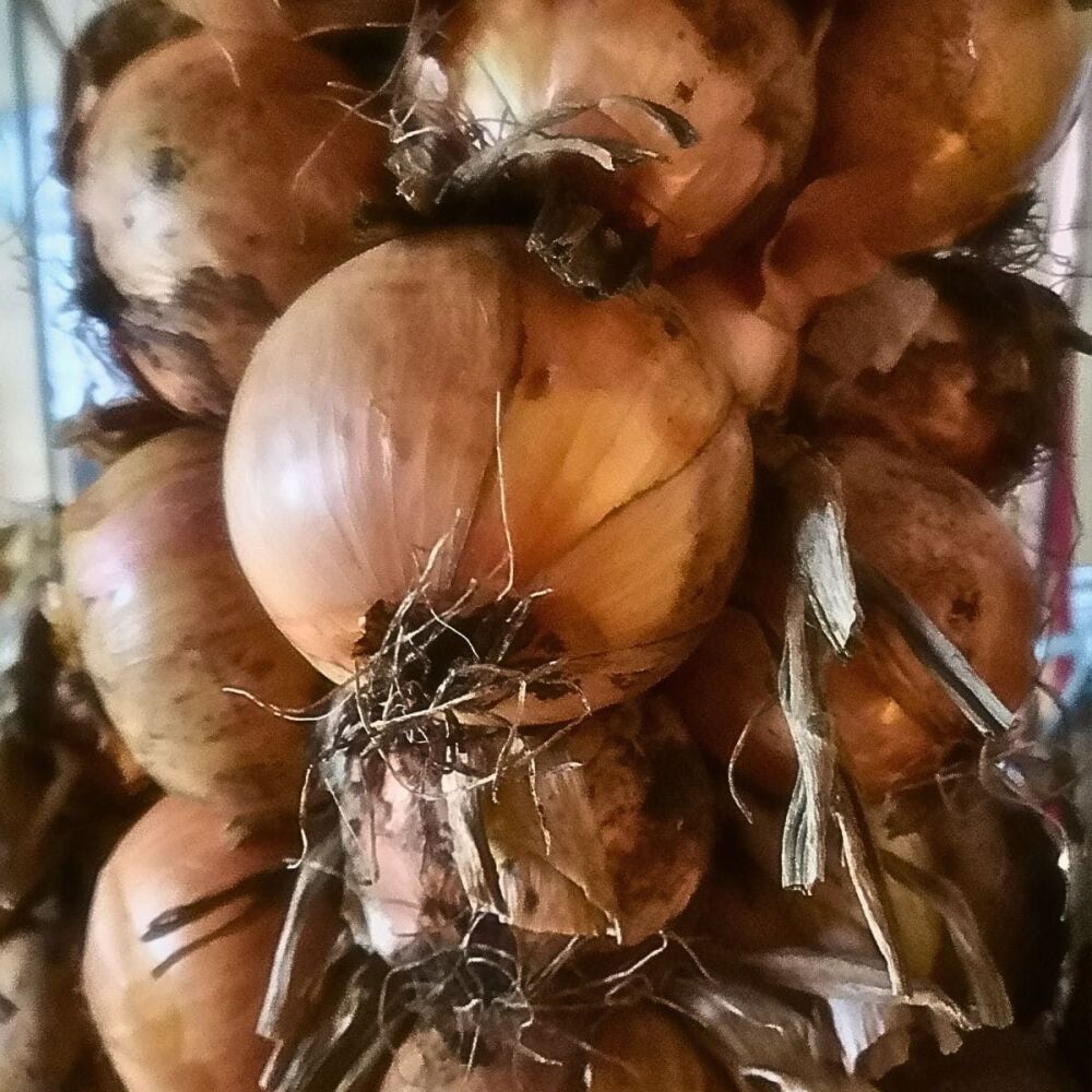 Onion - Pukekohe Long Keeper