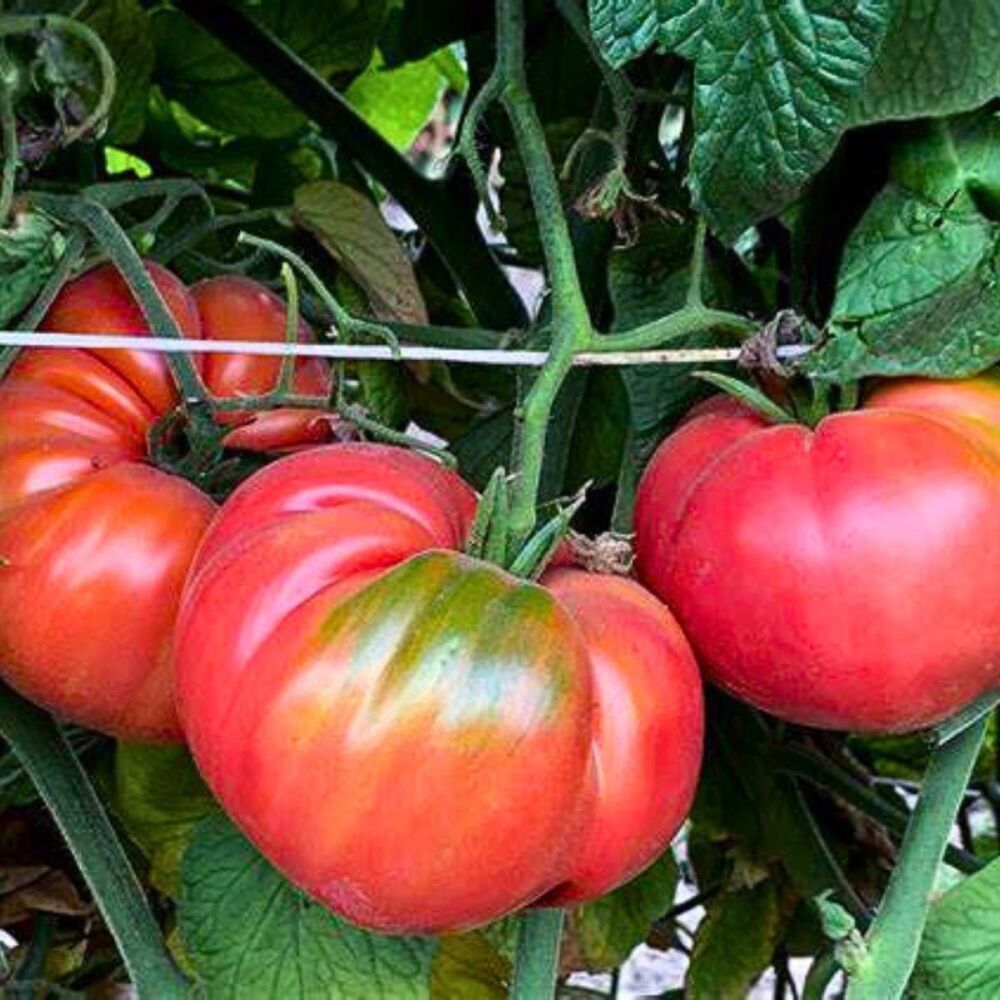 Tomato - Pruden's Purple