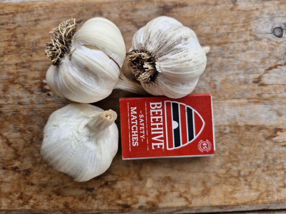 Garlic - Early Pearl Seed Mixed Grade (3 Bulb pack)