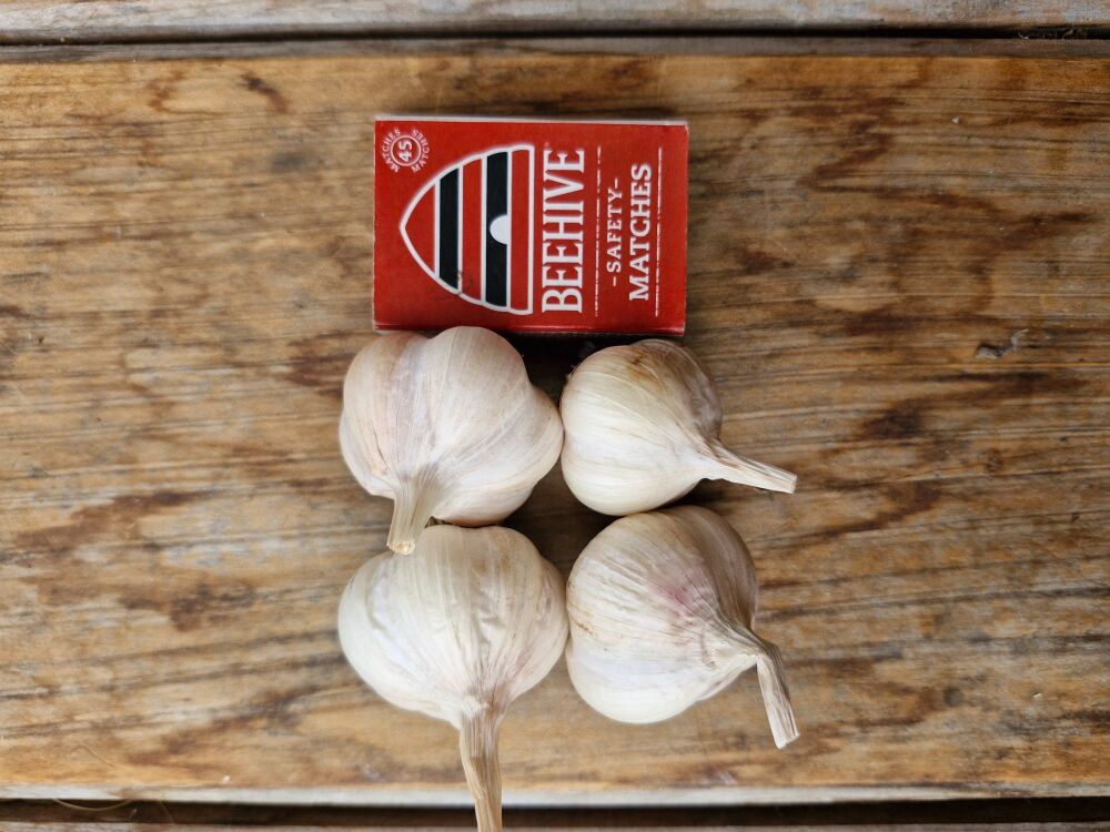 Garlic - Early Pearl Seed Small Grade (4 Bulb pack)