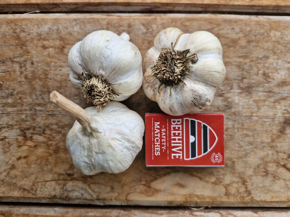 Garlic - Early Pearl Seed 1st Grade (3 Bulb pack)