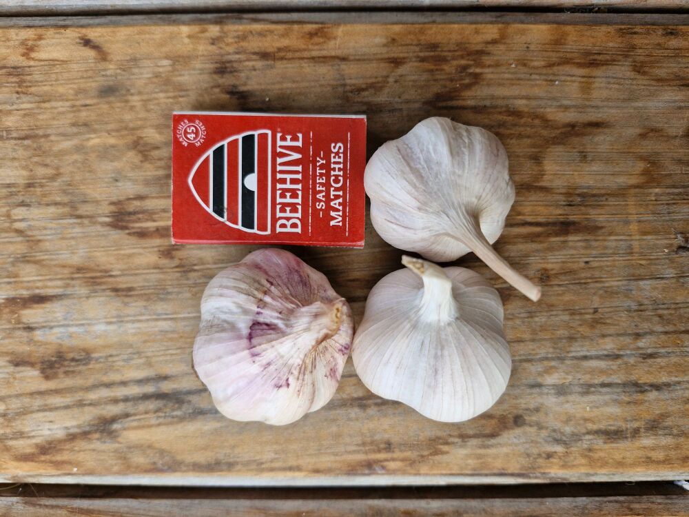 Garlic - Early Purple Seed Mixed Grade (3 Bulb pack)