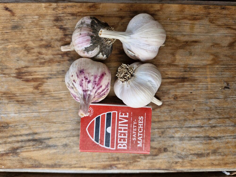 Garlic - Early Purple Seed Small Grade (4 Bulb pack)