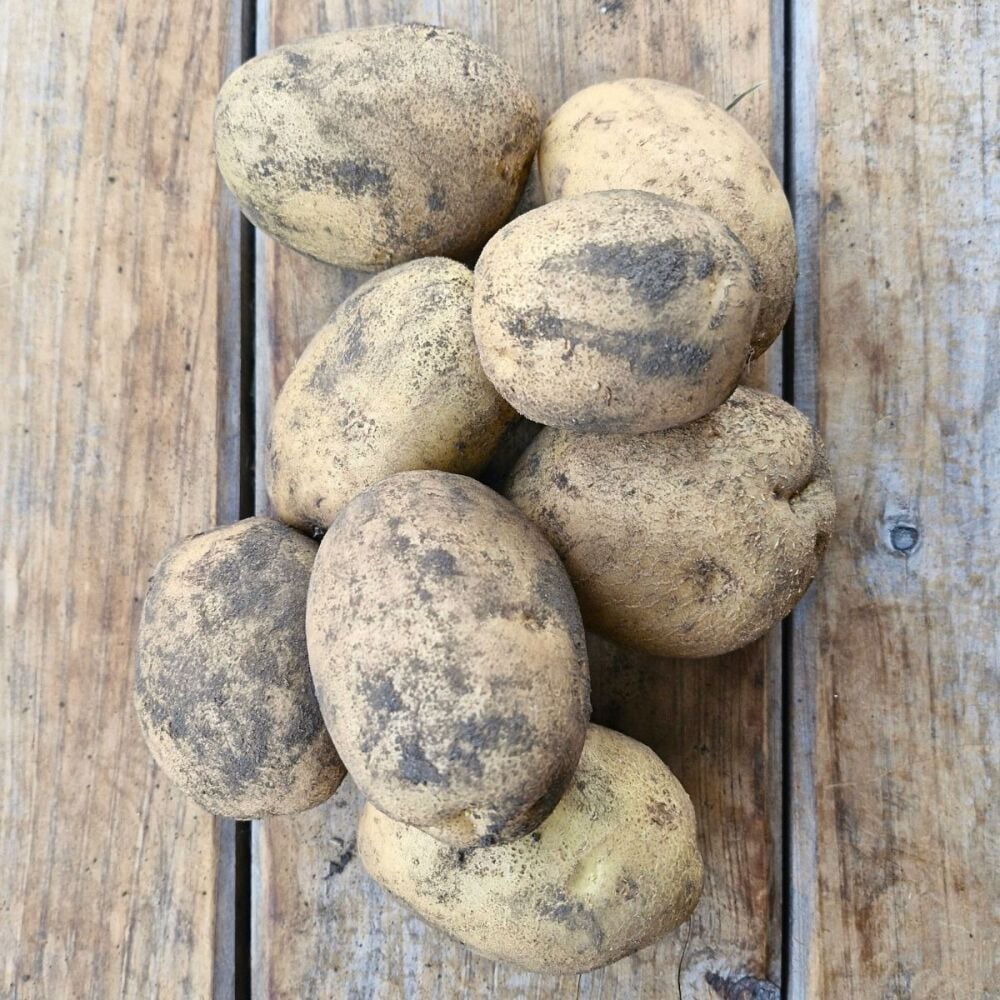 Potato - Agria