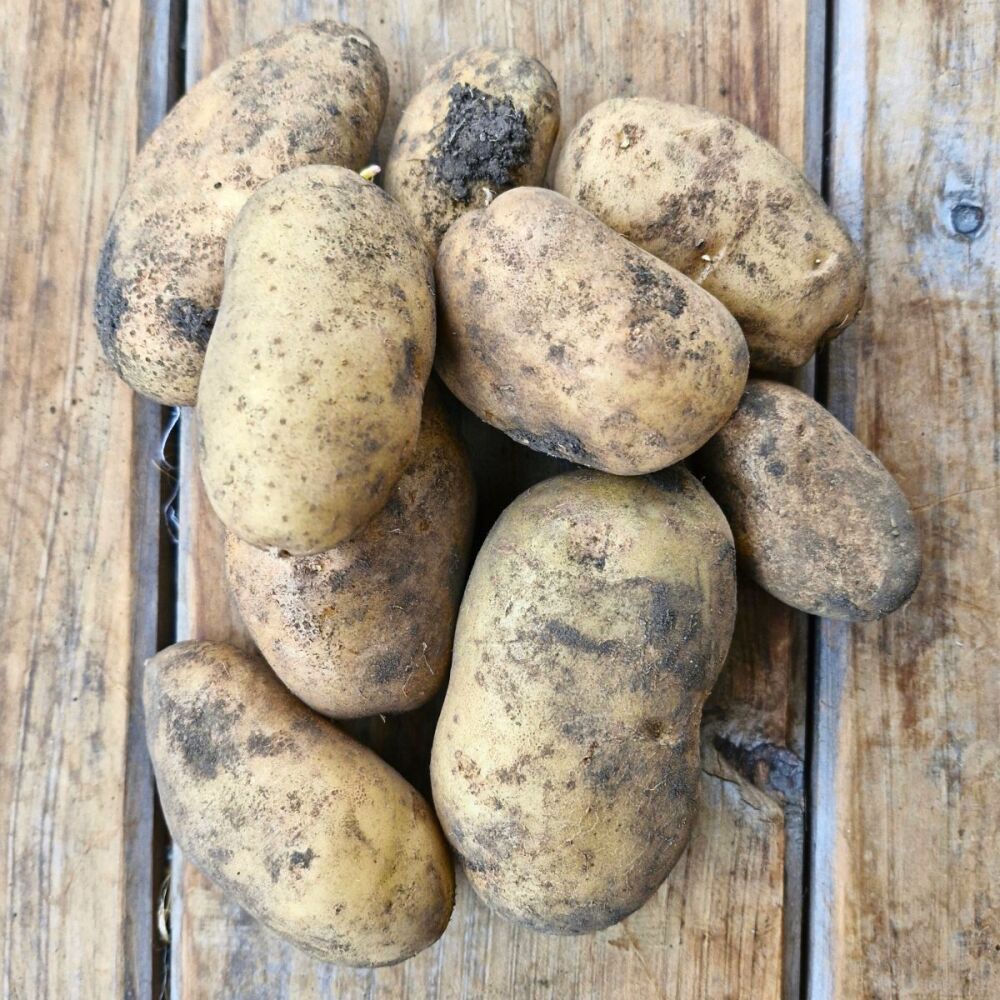 Potato - Jersey Benne