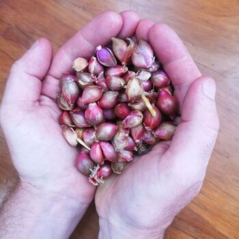 Buy Shallot Bulbils Sethas Seeds NZ