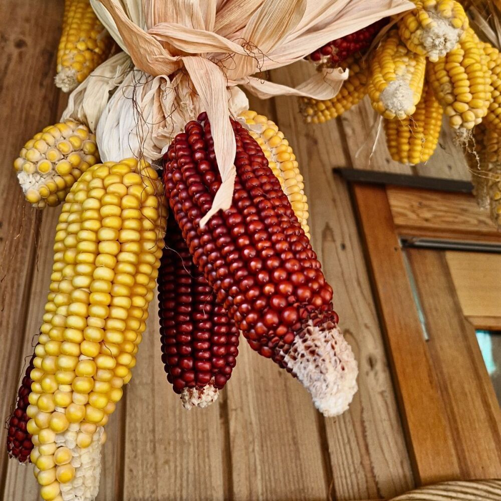 Corn - Hokianga Red & Yellow
