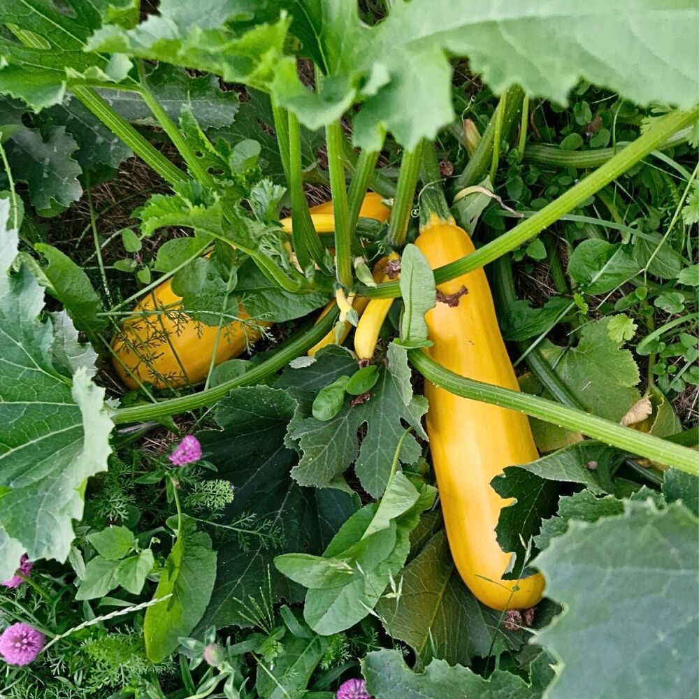 Courgette - Summer Gold