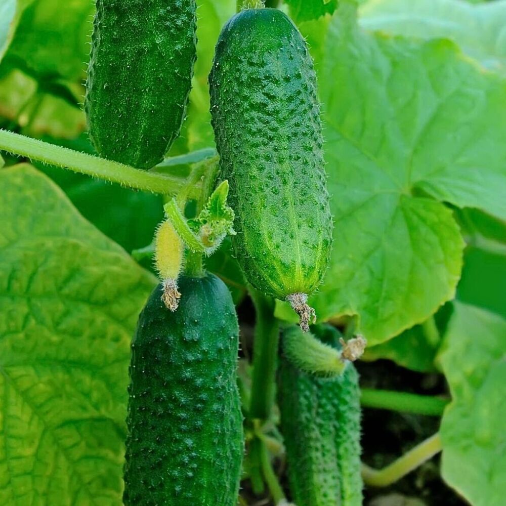 Cucumber - Spacemaster