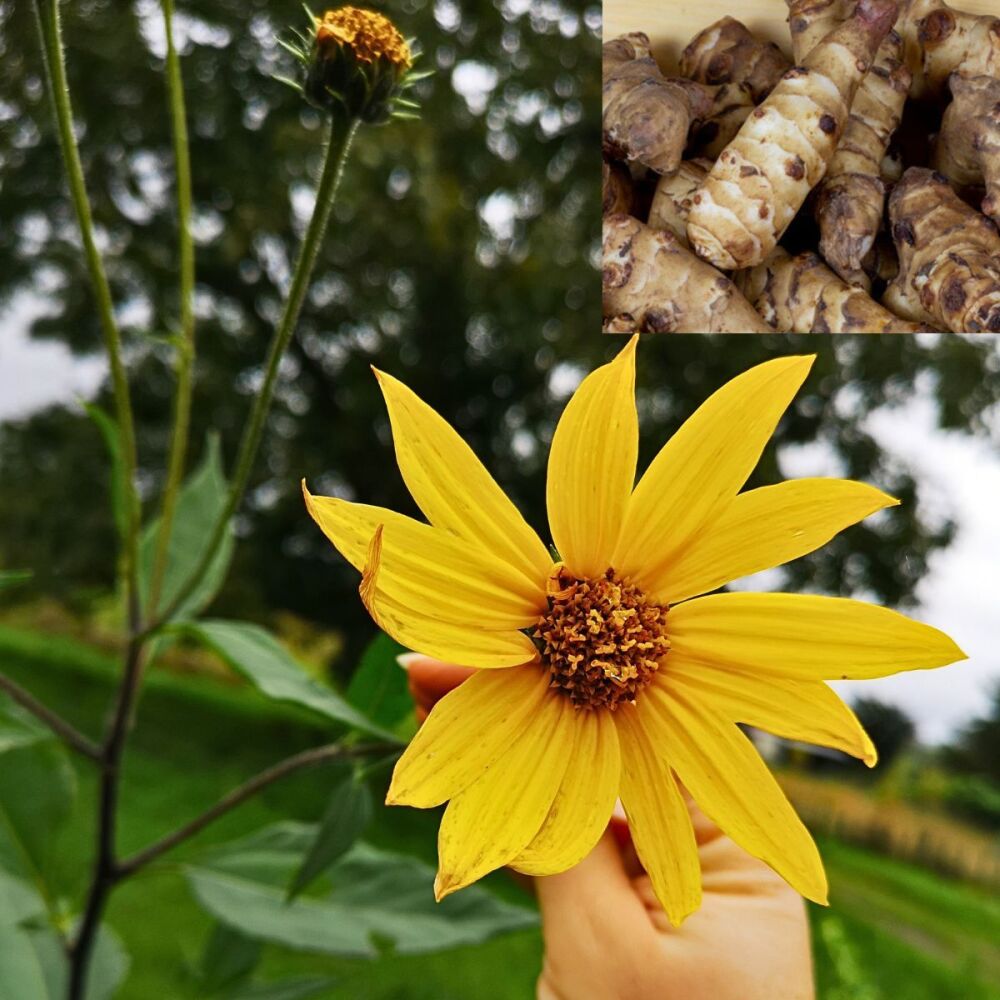Jerusalem Artichoke