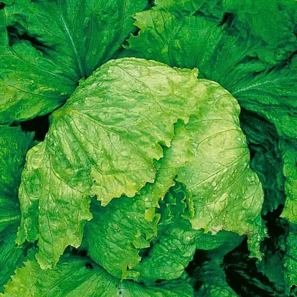 Lettuce - Iceburg
