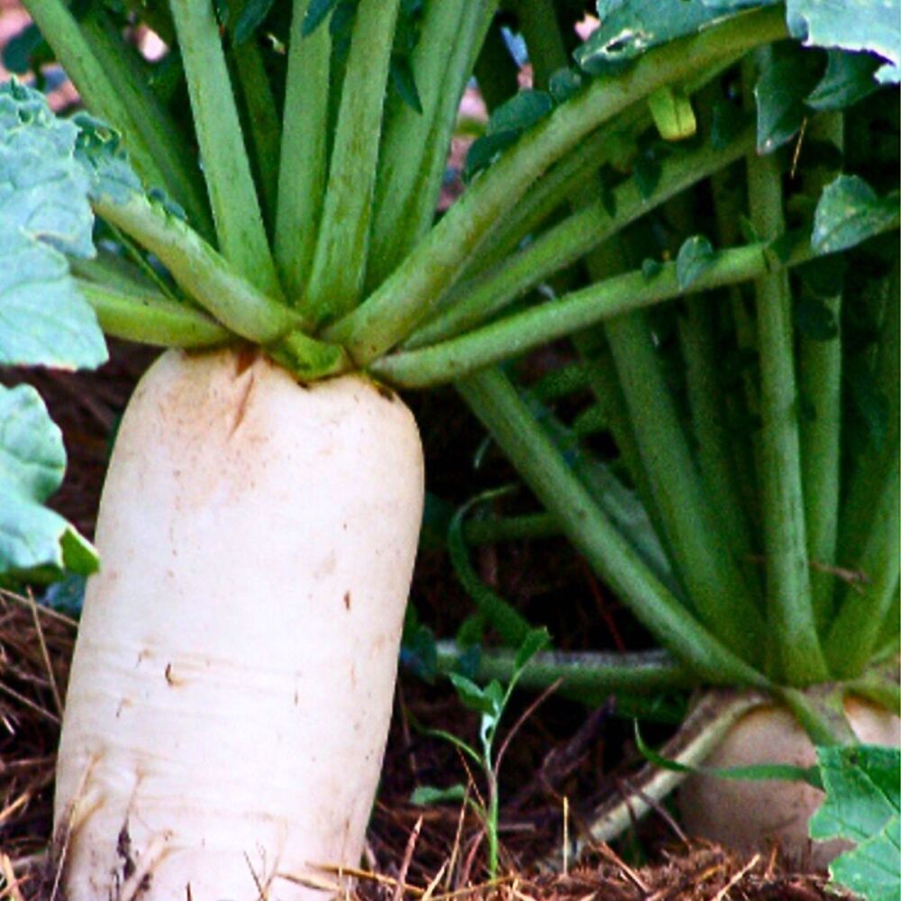 Radish - Tokinashi Daikon