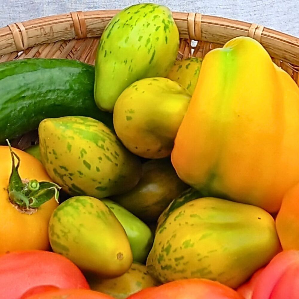 Tomato - Goblin