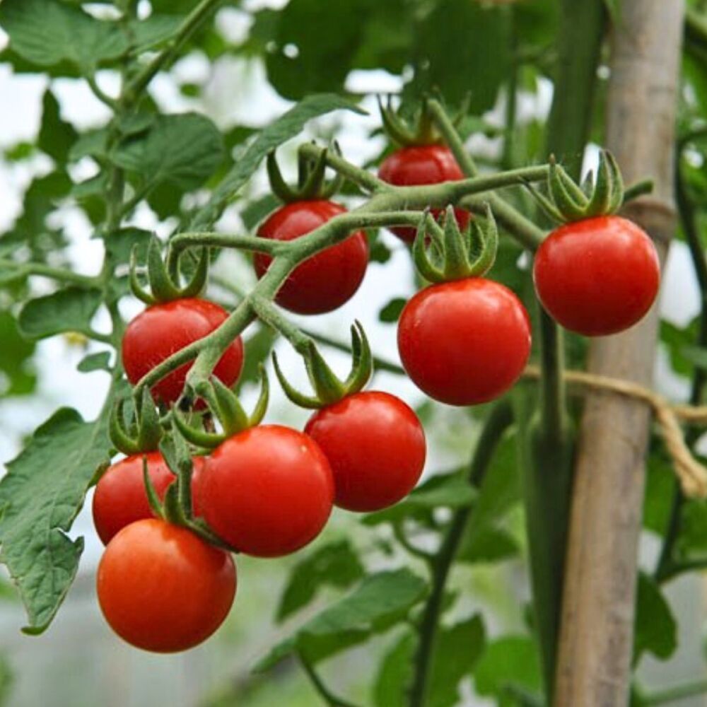 Tomato - Matt's Wild Cherry