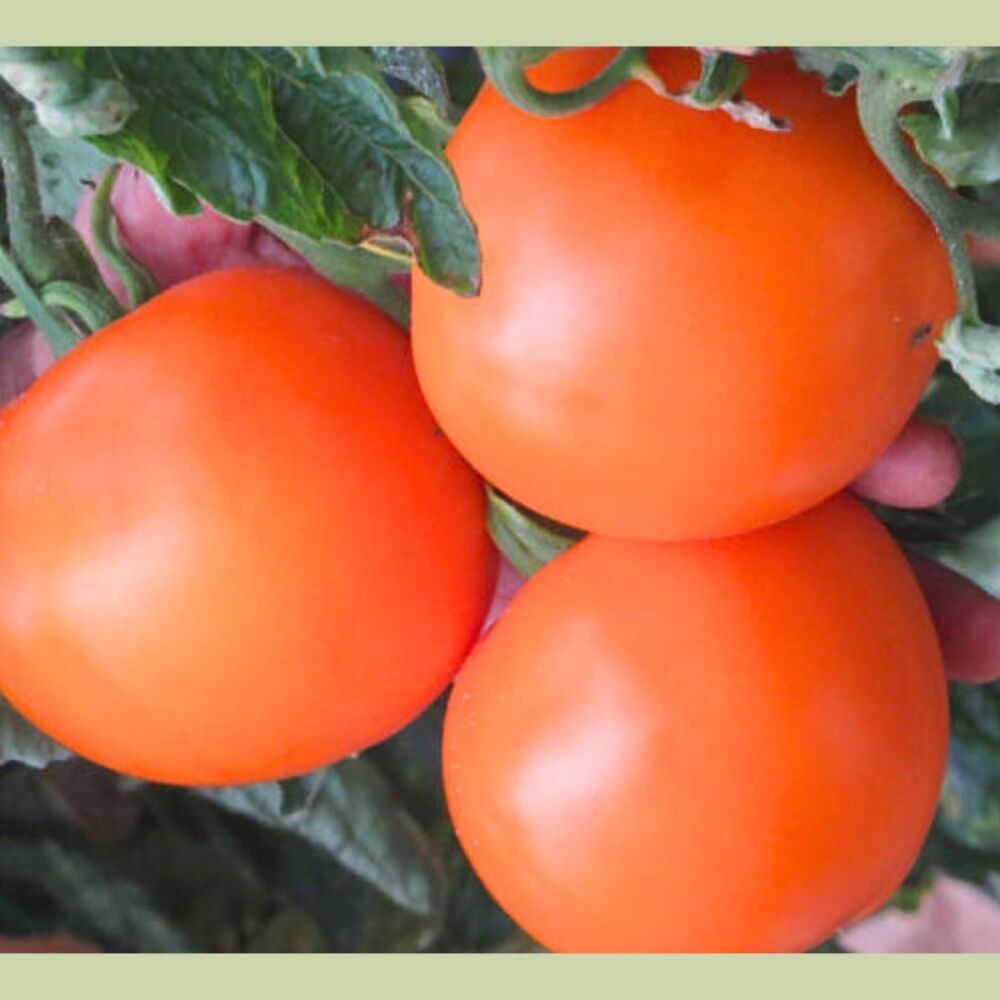 Tomato - Olga's Round Golden Chicken Egg