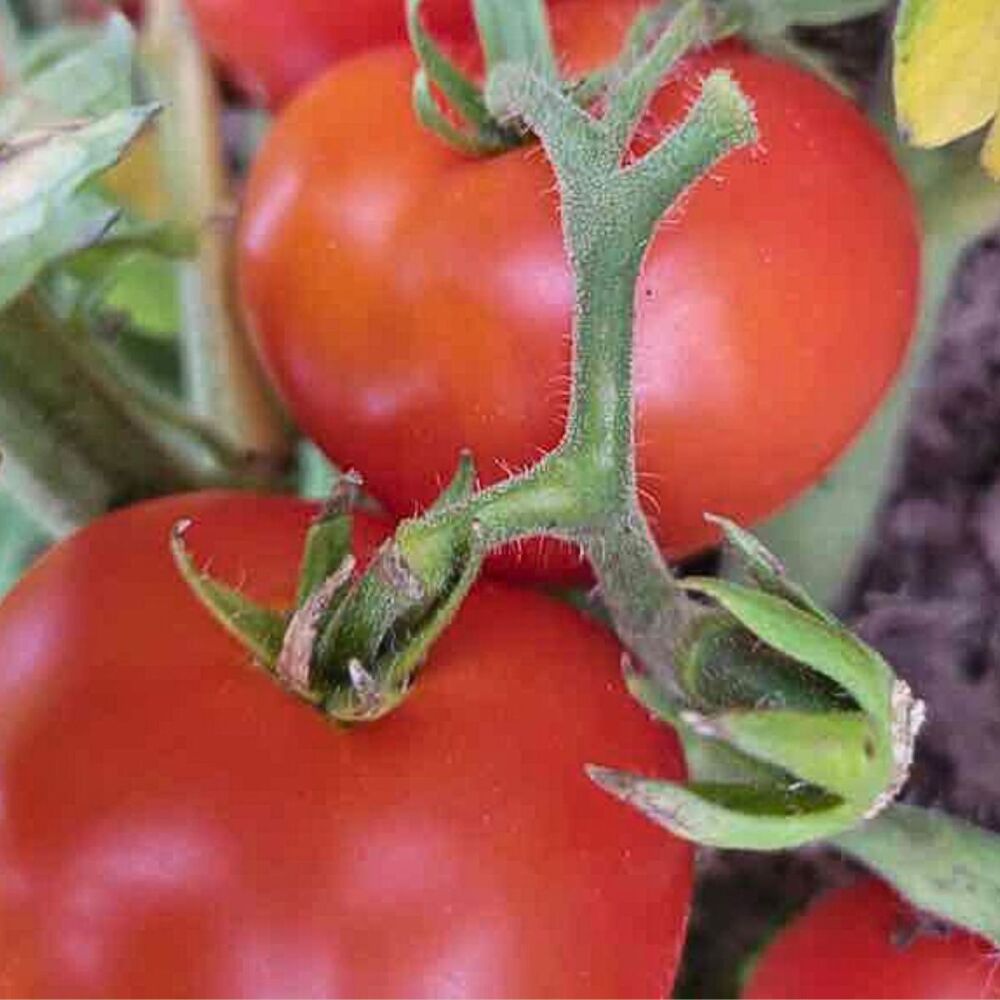 Tomato - Potentate