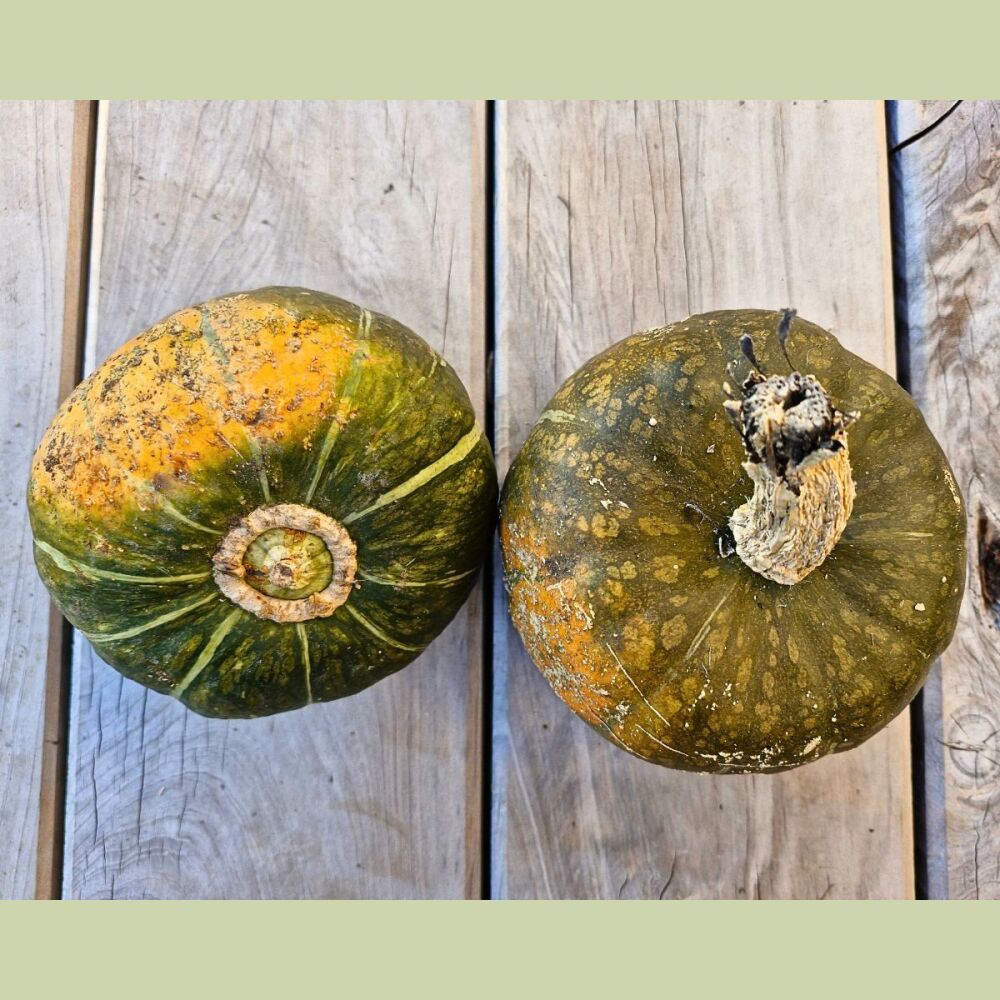 Pumpkin - Burgess Buttercup