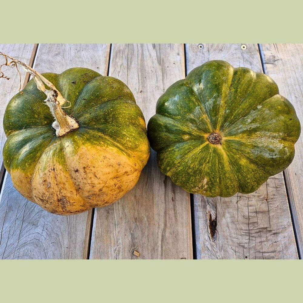 Pumpkin - Musquée de Provence